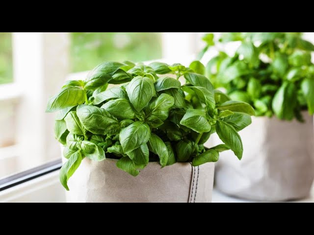 Размножение базилика черенками в домашних условиях смотреть онлайн