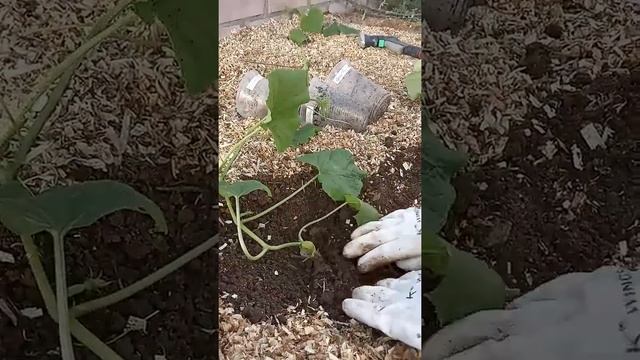 Посадка огурцов в теплицу и первая их формировка для вертикального выращивания. смотреть онлайн
