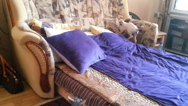 Донской сфинкс папа и дочка играют смотреть онлайн