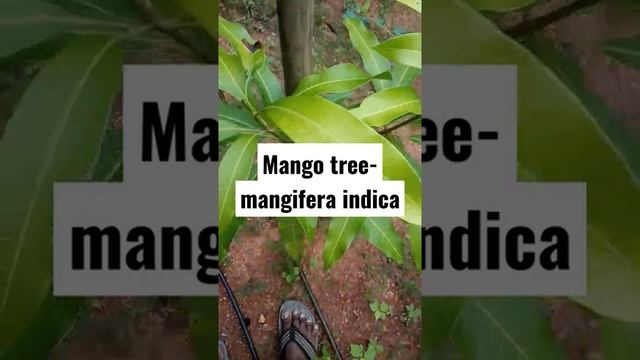 #Mangifera Indica