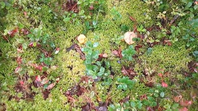 Валерій Шпичка Сезонная работа в Финляндии. Лисички смотреть онлайн