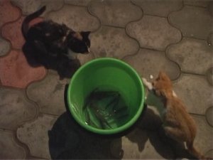 Ночные коты-рыболовы.