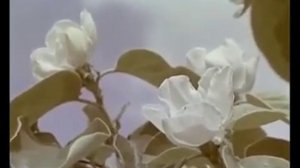 Энг гуллаган ёшлик чоғимда.