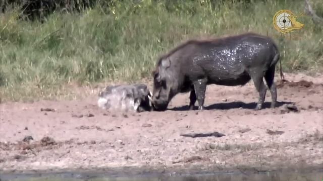 Охота на африканского кабана (бородавочника). смотреть онлайн