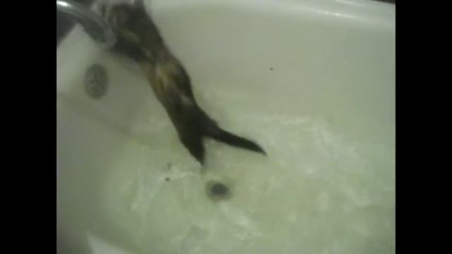 Купание домашнего хорька (ferrets playing) смотреть онлайн