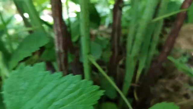 Хотите Супер Малину!!! Не забудьте сделать это!!! смотреть онлайн