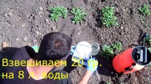 Спасем картофель от сорняков: эффективно, легко, безопасно для окружающей среды