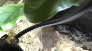 Монстера и аквариум (пересадка,крепление,корни)