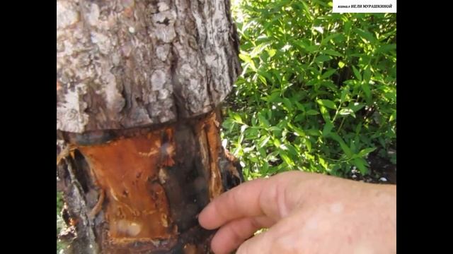 Как убрать ДЕРЕВО с участка, чтобы никогда не было ПОРОСЛИ.