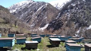 Горные пчелы Кыргызстана