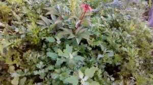 Роза Перпл Лодж , роза Бельведер 29 червня 2020 р.