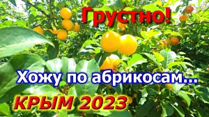 Хожу по АБРИКОСАМ. ЧТО ДЕЛАТЬ С АЛЫЧОЙ? Новости с моего огорода. Щебетовка, КРЫМ 2023.