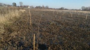 Посадка и осмотр нового сада фундука! Ореховый сад как бизнес идея