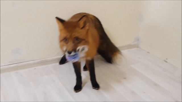 Новогодний Шарик Лиса Мики))) - Жизнь с Лисой / MIKI THE FOX смотреть онлайн