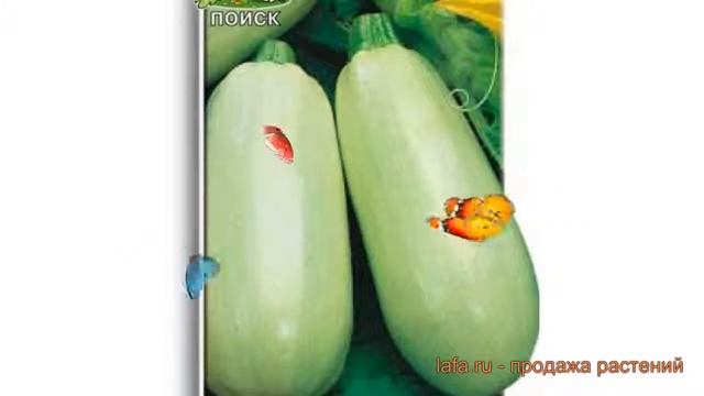 Кабачок обыкновенный Ролик (rolik) ? кабачок Ролик обзор: как сажать семена кабачка Ролик смотреть онлайн