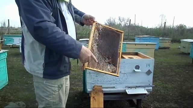 Осмотр пчелосемей, расширение. Подсиливание, выравнивание отводков. 11 апреля 2017г. смотреть онлайн