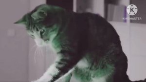 Kitekat Kotophoto In Major Effects
