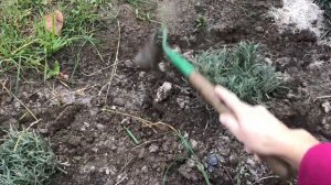 Осенью удобряю пепелом #лаванду