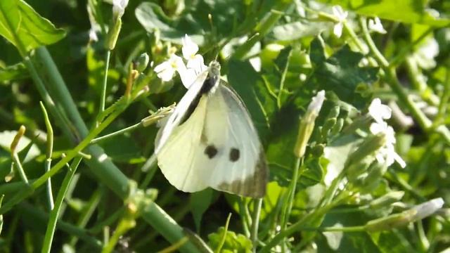 Бабочка--капустница на цветах редьки смотреть онлайн