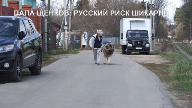 Щенок Кавказской овчарки девочка №6, 3,5 месяца. Питомник "РУССКИЙ РИСК" www.r-risk.ru +79262205603 смотреть онлайн