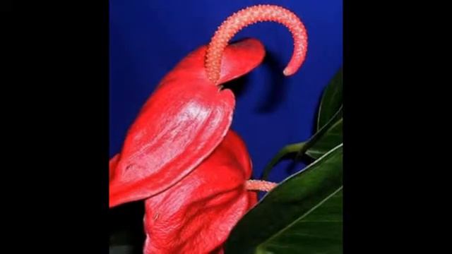Антуриум: цветок фламинго смотреть онлайн