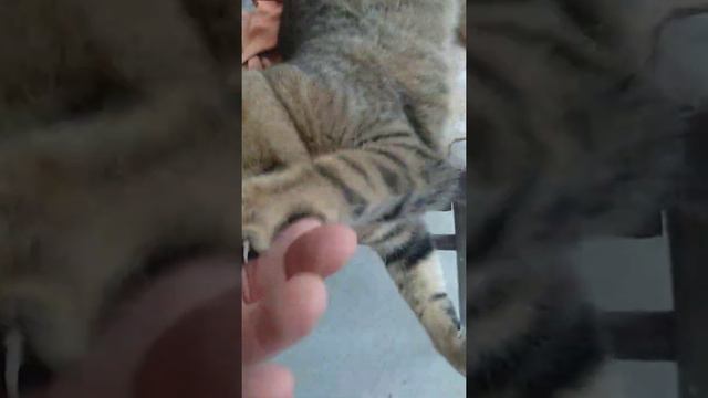 Кот МАРСианин. я уже не котёнок! смотреть онлайн