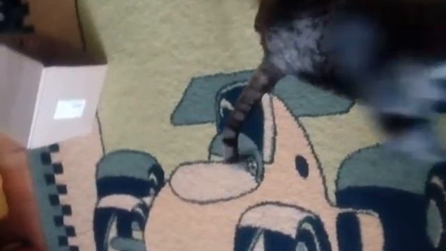 Как легко избавиться от шерсти? смотреть онлайн