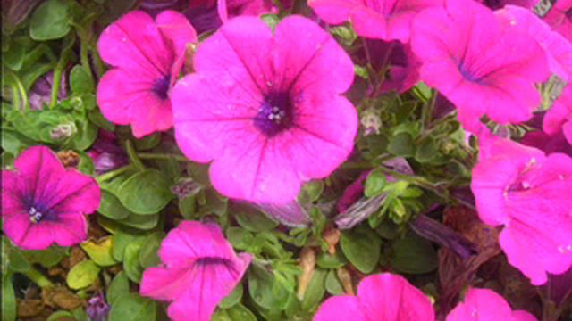 Petunias!.Chalfont/New Britain Area Landscaping: orserlandscaping.com смотреть онлайн