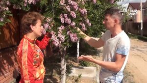 Чудо-дерево! Розовая "акация" в Средней полосе  Робиния клейкая