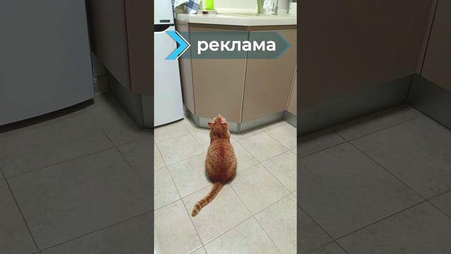 Даешь Рекламу Котам! Кот Феня, он же Феникс