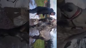 Цыганские лошади