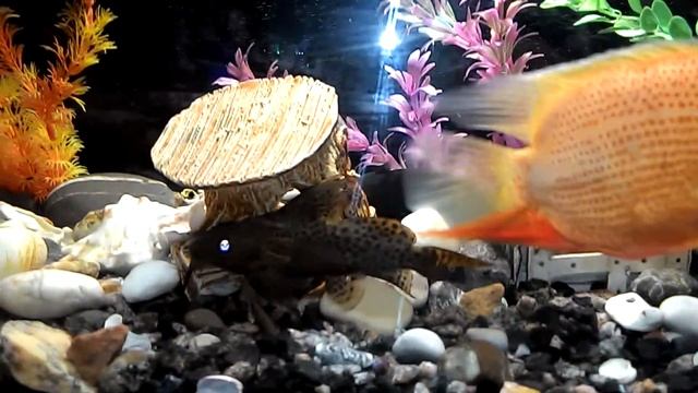 Сомы синодонтиса и мешкожаберные часть 4 смотреть онлайн