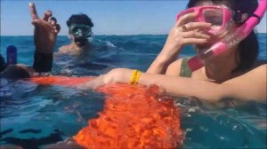 РАС МОХАММЕД, Египетские МАЛЬДИВЫ (Белый остров) | Экскурсия из Шарм-эль-Шейха ?Египет