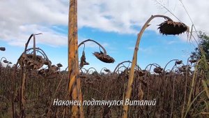 Охота на вяхиря/ До последнего патрона