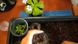 Хищное растение жирянка. Уход, цветение, размножение листом.