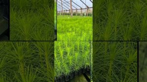 Сеянцы с ЗКС - Сосна, Ель, Лиственница, Голубая Ель, Горная Сосна Мугус от Урал-Сиб-Лес-Питомник