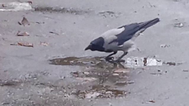 Ворона пьет воду из лужи #птица #ворона смотреть онлайн