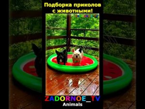 Подборка приколов про животных №122