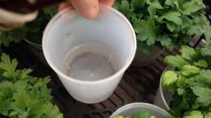 Черенкуем хризантему. Хризантема на воде дала корешки