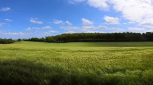 Аленизм и РСП