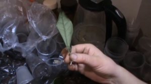 хойи из листа