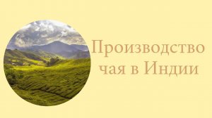 Производство чая в Индии