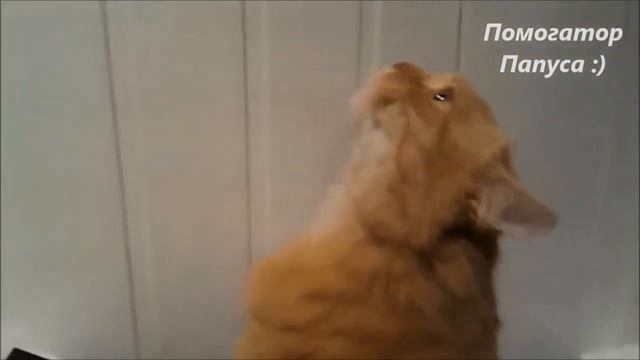 Говорящие коты! Сборник №1 смотреть онлайн