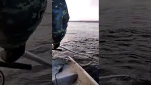 Ловля лосося на неве! 21.11.2020