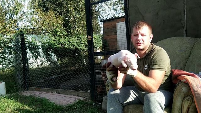 Как поросятся свиньи‼️Опорос свиноматки породы Пьетрен✅Почему решил по кастрировать Жеку⁉️ смотреть онлайн