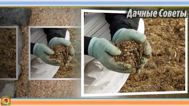 Супер средство от СЛИЗНЕЙ и УЛИТОК Спасибо соседу за ХИТРОСТЬ Теперь слизни в прошлом ДАЧНЫЕ СОВЕТ смотреть онлайн