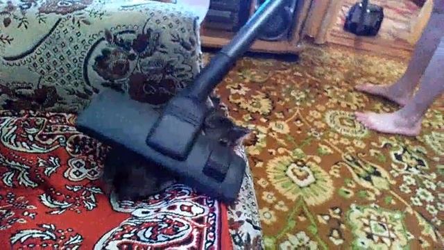 Кошка любит пылесос смотреть онлайн