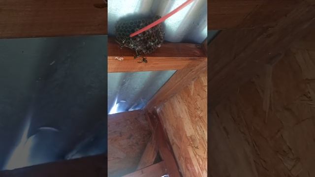 как избавится от ос и осинового гнезда с помощью ВД-40 # смотреть онлайн