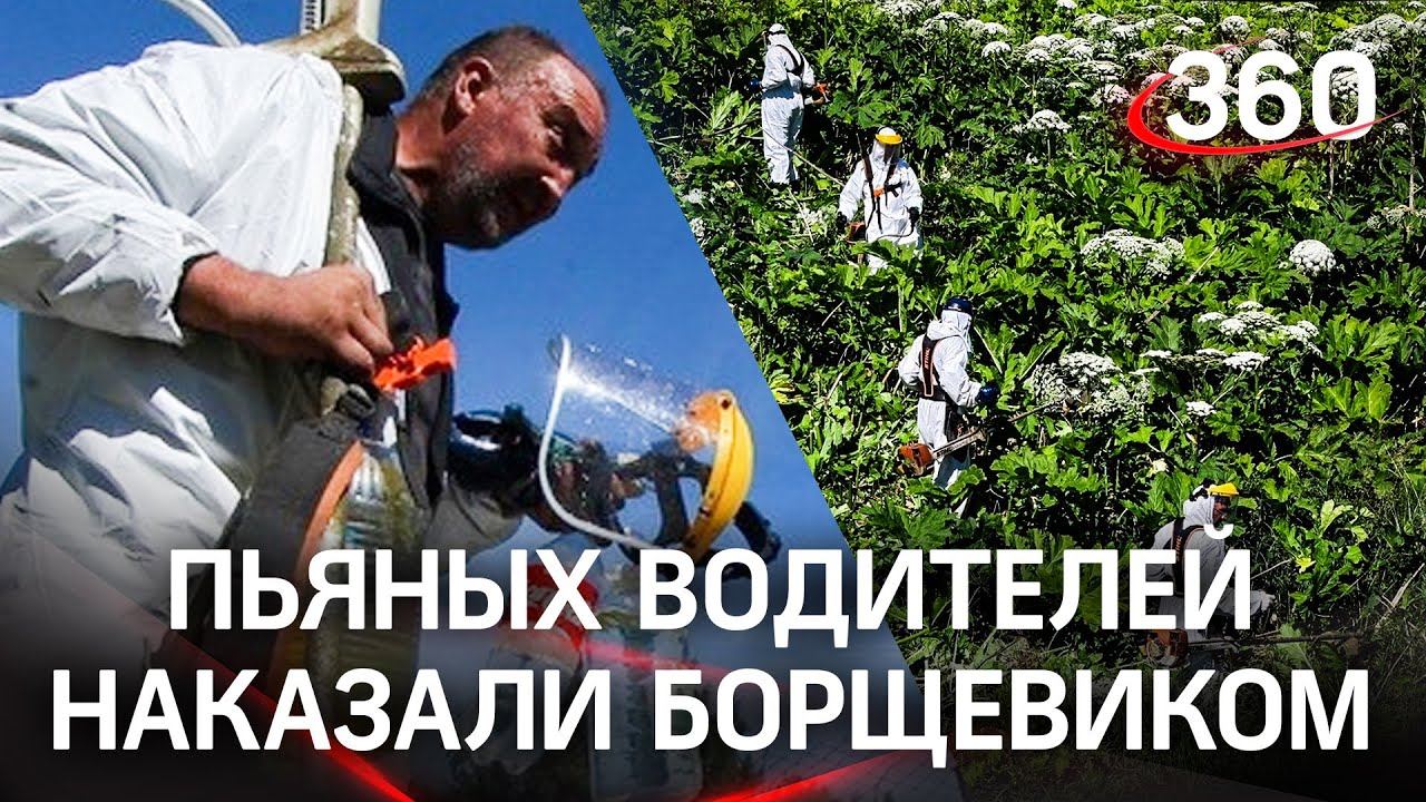 На «валку» борщевика за нетрезвое вождение отправляют в Ленобласти - законно ли? Отвечает юрист