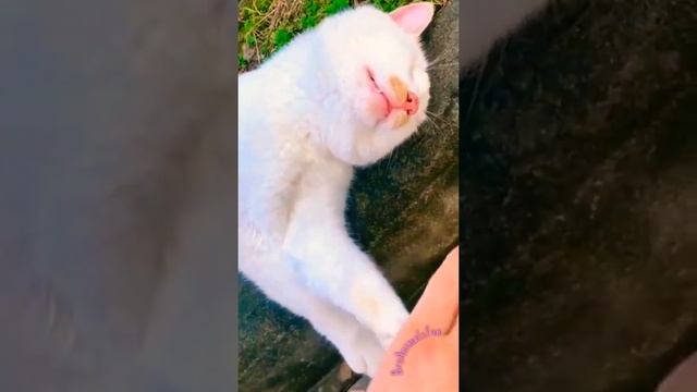 Кот ? притворился Мертвым ? The cat pretended to be Dead ?